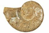 Jurassic Ammonite (Hemilytoceras) Fossil - Madagascar #226729-1